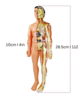 Interactive 3D Anatomy Model for Kids Educational Fun Age 5+ 2